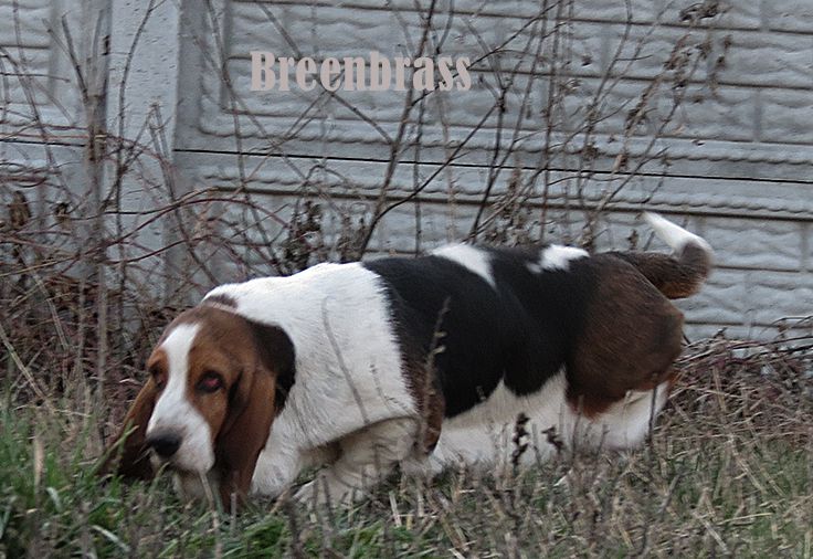 Okey Dokey Sombrero BREENBRASS | Basset Hound 