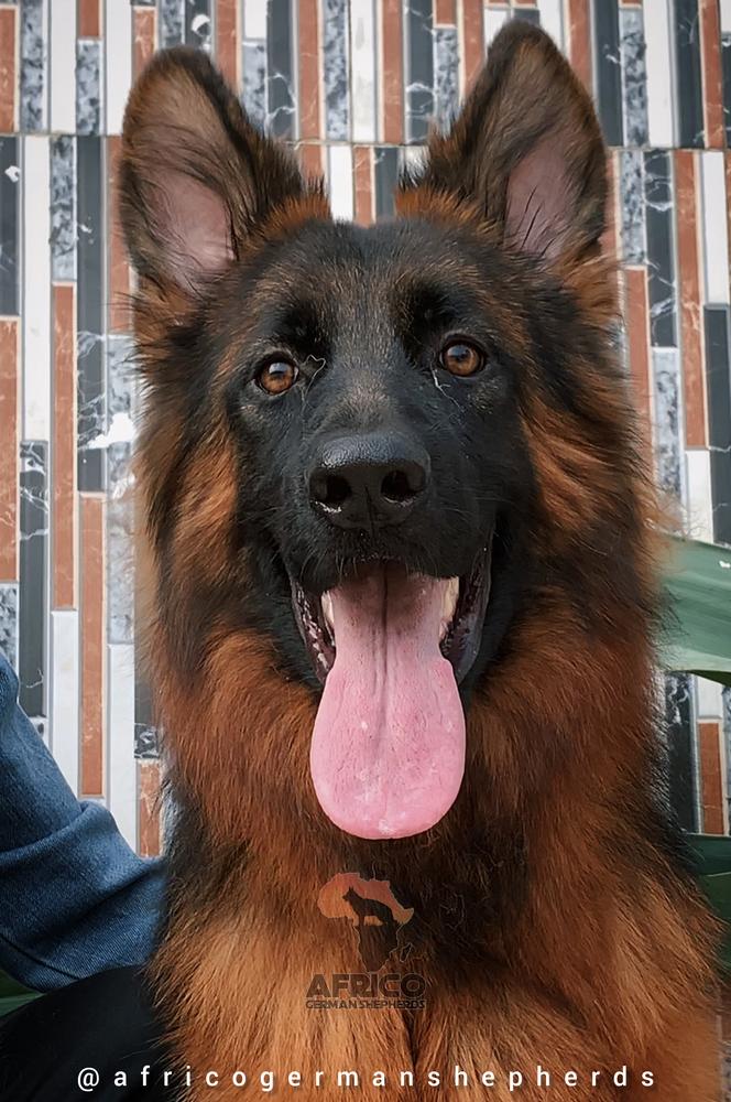 Stark House Of Panache | German Shepherd Dog 