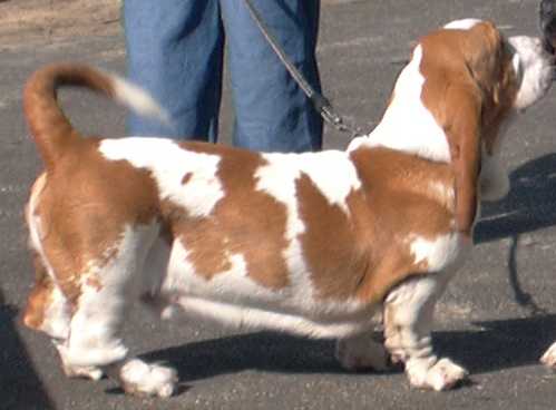 Kinkiwi Eugene Bond | Basset Hound 