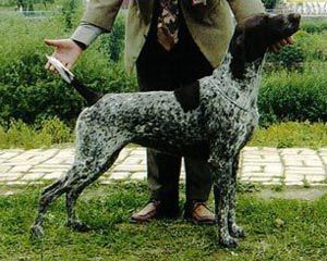 Malomkozi Jolka | German Shorthaired Pointer 