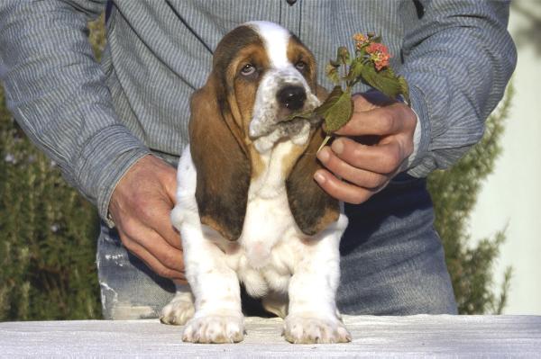 Cutie Combination | Basset Hound 