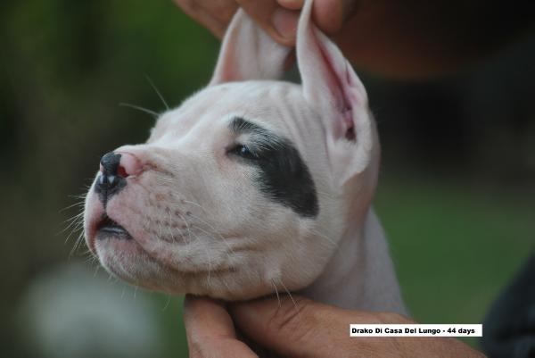 DRAKO DI CASA DEL LUNGO | Argentine Dogo 