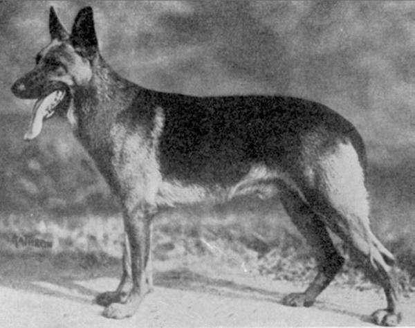 Erich vom Glockenbrink | German Shepherd Dog 