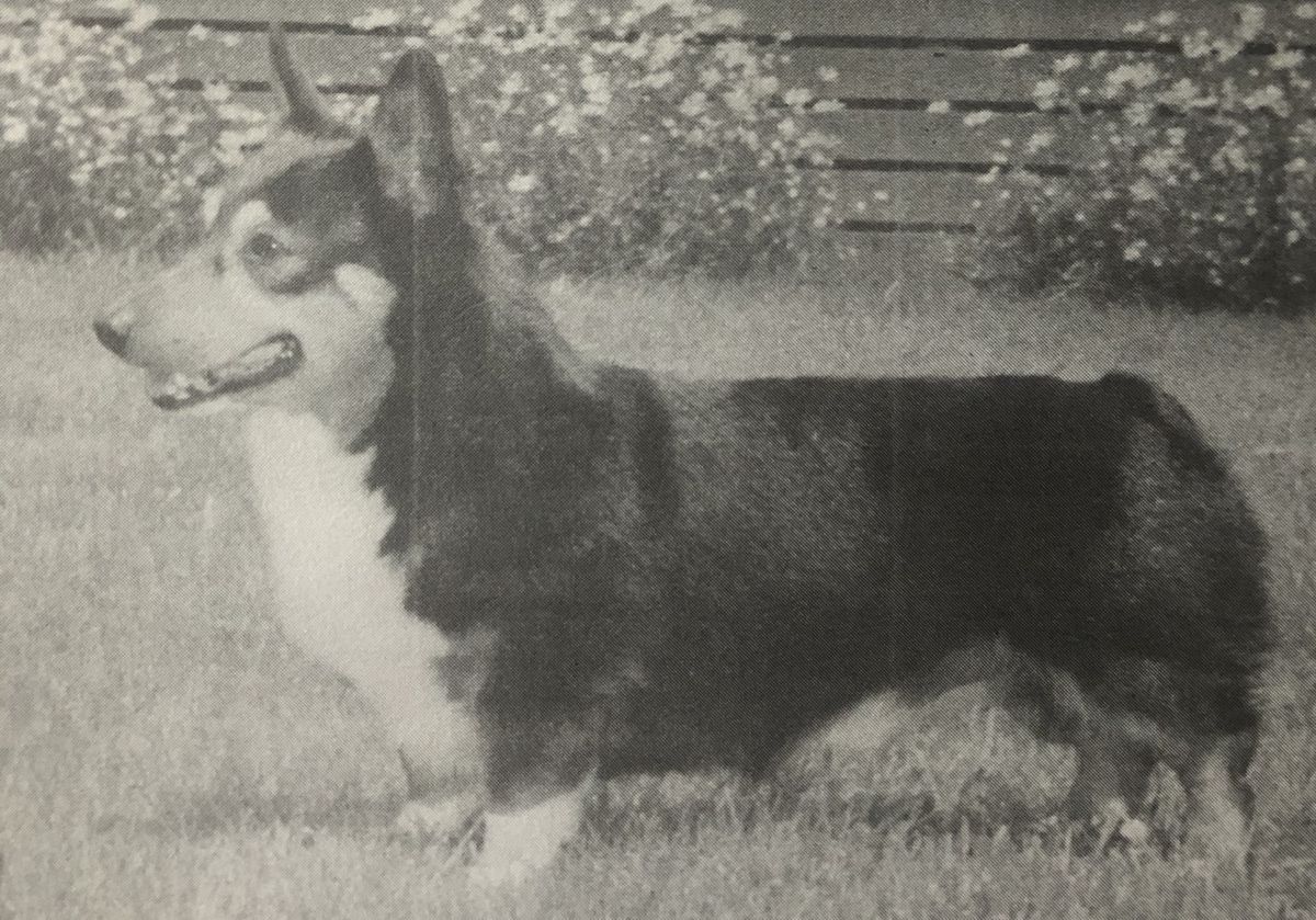 Rover Run Minstrel Man | Pembroke Welsh Corgi 