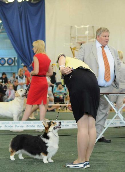 Style Life Rhapsody in Blue | Pembroke Welsh Corgi 