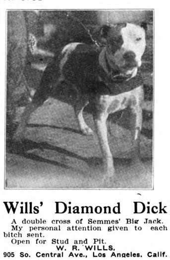 Wills Diamond Dick (~1919) | American Pit Bull Terrier 