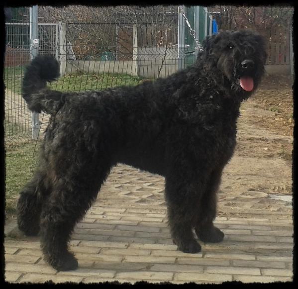 DRACULA z Grodu Ksiazat Pomorskich | Bouvier des Flandres 