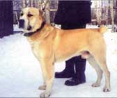 D-Arstan Nov | Central Asian Shepherd Dog 