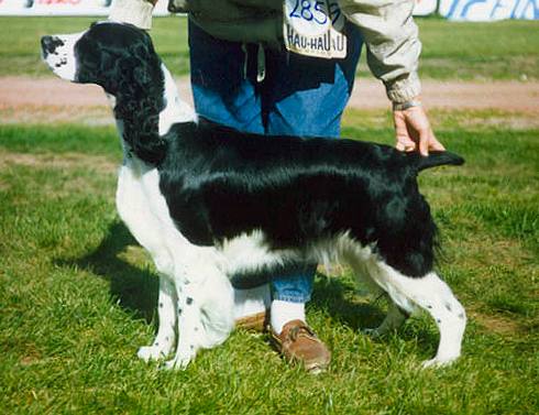 Adamant'S jeanne d'Arc | English Springer Spaniel 