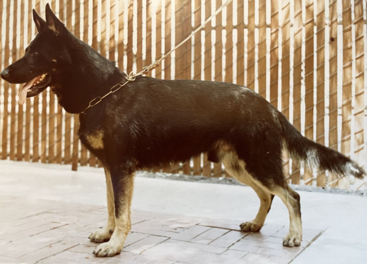 Enno vom Beilstein | German Shepherd Dog 