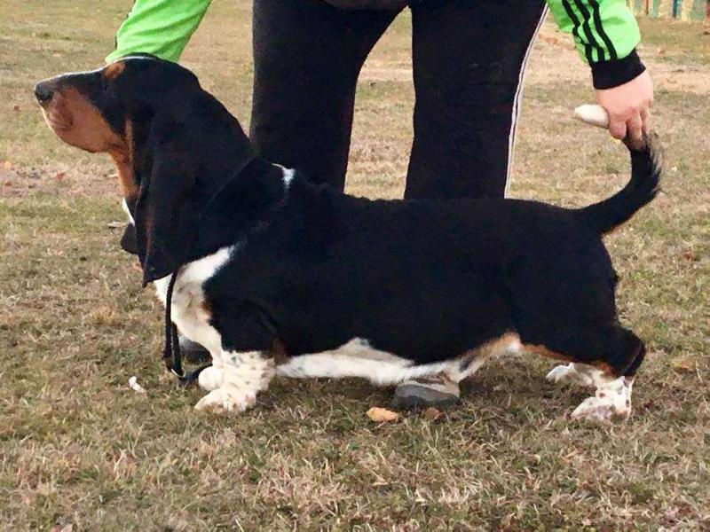 Forever Long Ears Last Moonlight | Basset Hound 