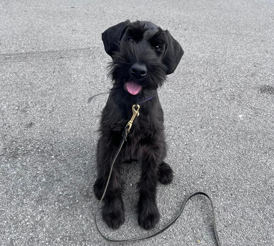 Lily Von Prufenpuden | Giant Schnauzer 