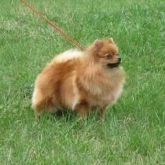 Valtimol Farrah Charmer | German Spitz 