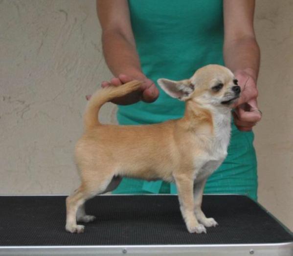 Bramerita Bratilda On Fire | Chihuahua 