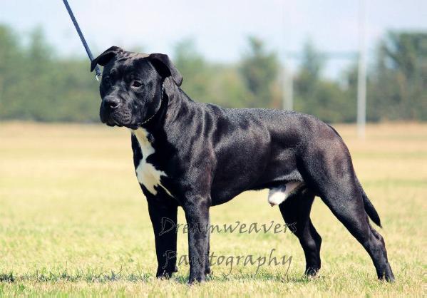 Concise Black Rain | American Staffordshire Terrier 