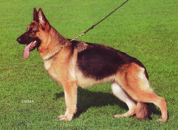 Randa vom Fiemereck | German Shepherd Dog 