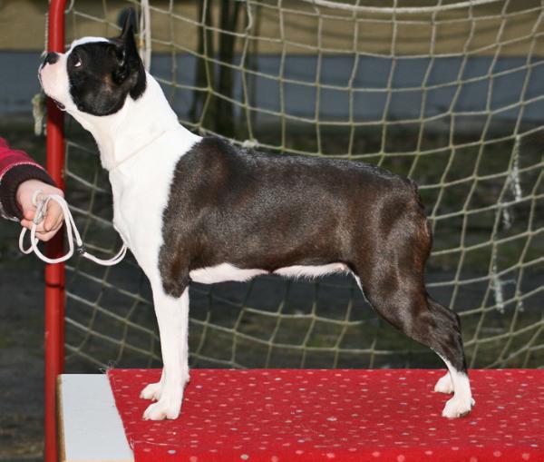 Cara Mia von der Hessenvilla | Boston Terrier 