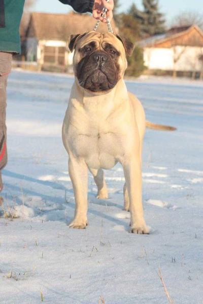 Grof Made For Your Eyes Only | Bullmastiff 