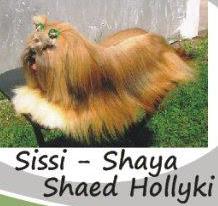 Sissi - Shaya Shaed Hollyki | Lhasa Apso 