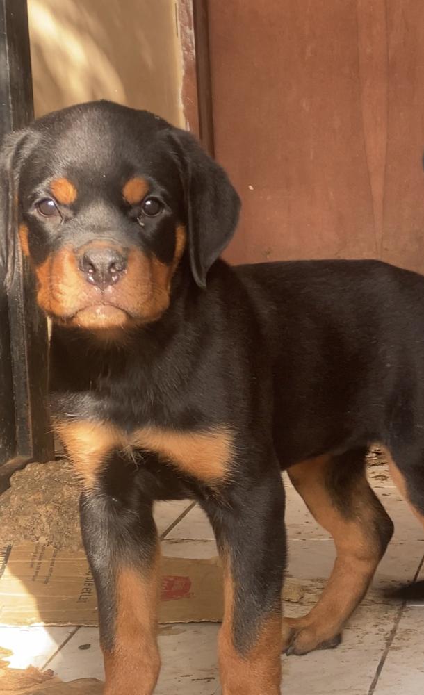 APOLLO VH AVIDAN | Rottweiler 