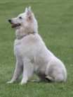Djuna-May of Churchmountain Austria | White Swiss Shepherd Dog 