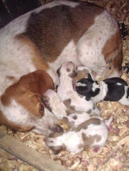 Reffetts Ky Mtn Sheba Ann | Beagle 