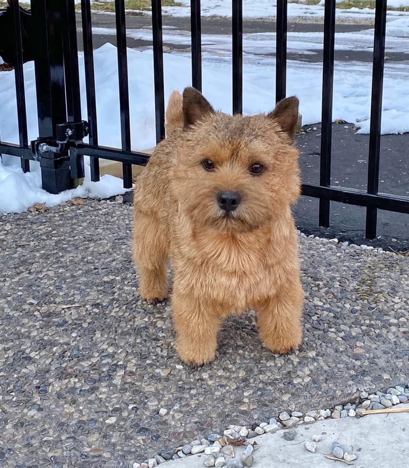 Paradym Cool Your Jets | Norwich Terrier 