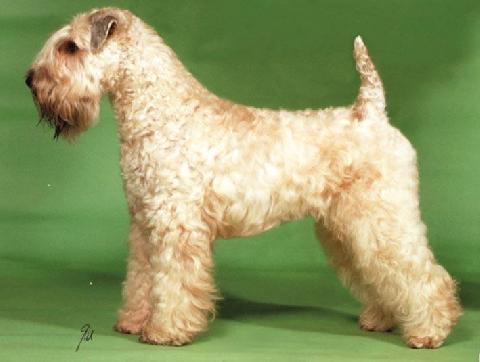 Wheaten Rebel`s Rock Me Ruby | Soft Coated Wheaten Terrier 