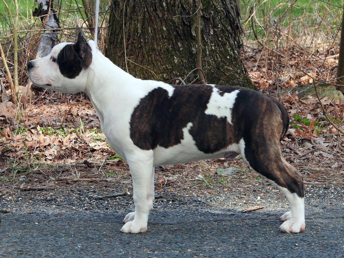SkyBlue Katet Empire State Of Mind | American Staffordshire Terrier 