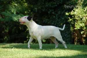 Thud &amp; Cuddles Daisy Temple | Bull Terrier 