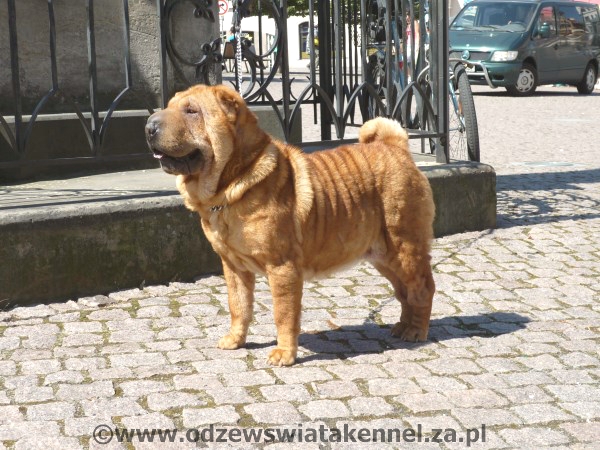 ROWENA EO IPSO Odzew Swiata | Shar-Pei 