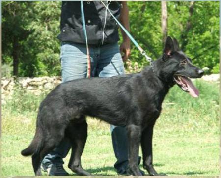 Dakar de Renaudloup | German Shepherd Dog 