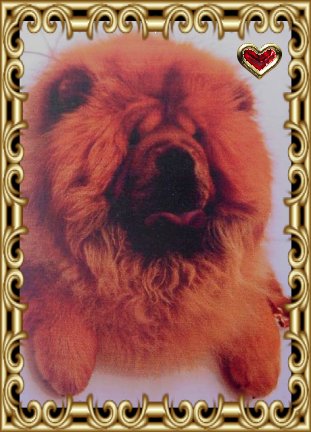 Frodo De Los Perros De Bigo. | Chow Chow 