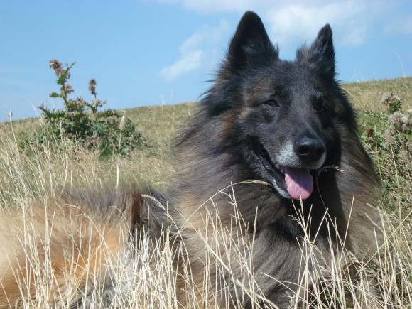 Hurkatöltési Mirow | Belgian Tervuren 