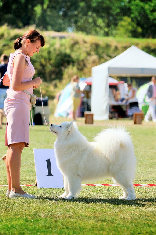 ROSA VETROV S BELOGO BEREGA | Samoyed 