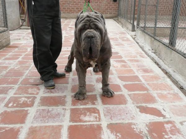 Fonzo Plaza del Guerrero | Neapolitan Mastiff 