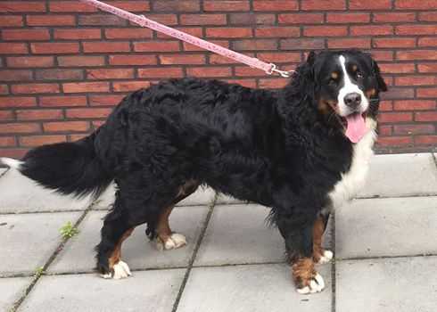 Blizzy van de Stobbeplas | Bernese Mountain Dog 