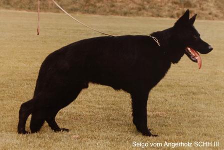 Seigo vom Angerholz | German Shepherd Dog 