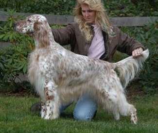 Set'R Ridge's Real Gold | English Setter 