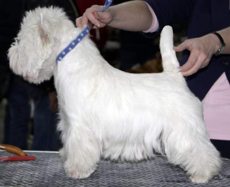 Chanson de la Fonema | West Highland White Terrier 