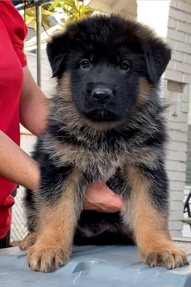 Freddy von Mismaloya | German Shepherd Dog 