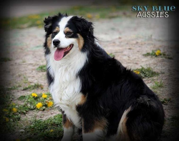 Sky Blue Ranch Riley | Australian Shepherd 