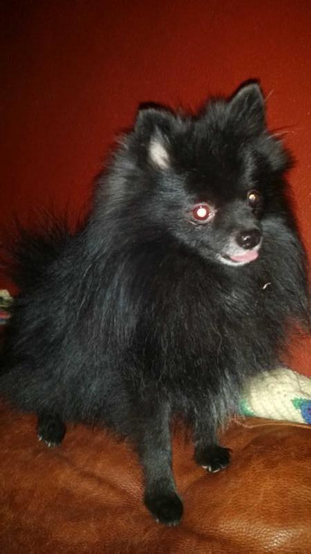 MK Kodiak's Love Affair | Pomeranian 