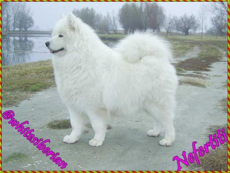 Nefertiti Midnight Benji's of White Siberian | Samoyed 