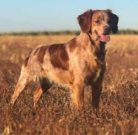 SACHA De los Manchones | Brittany 