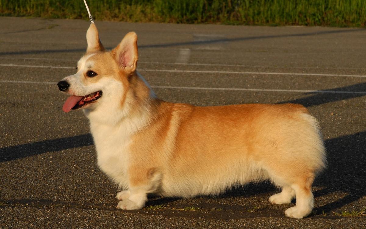 Kalashnikhof Atos (N/B) | Pembroke Welsh Corgi 