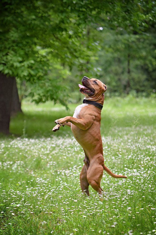 V.S.O.P Art of Staff | American Staffordshire Terrier 