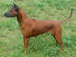 SIAM'S TRB. BURAPHA BY D-D-P | Thai Ridgeback 