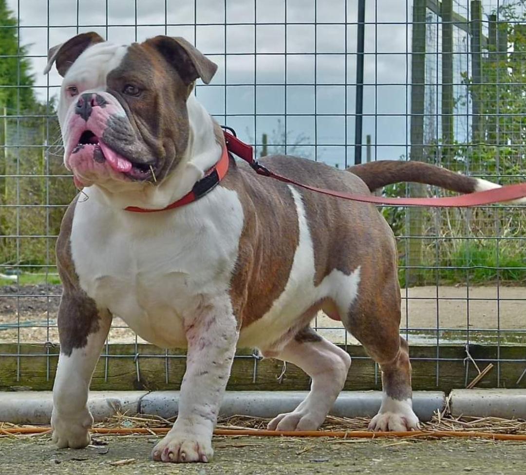 Nbbz' Vito Don Corleone | Olde English Bulldogge 