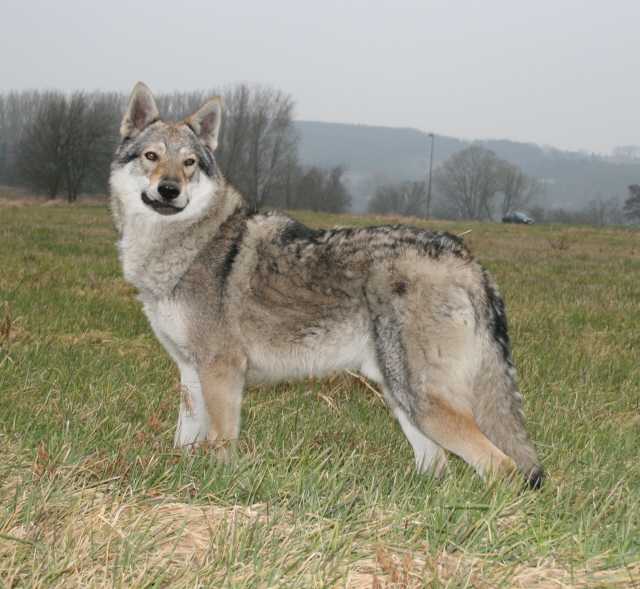 Fenrir P'tits Loups d'Amour | Czechoslovakian Wolfdog 